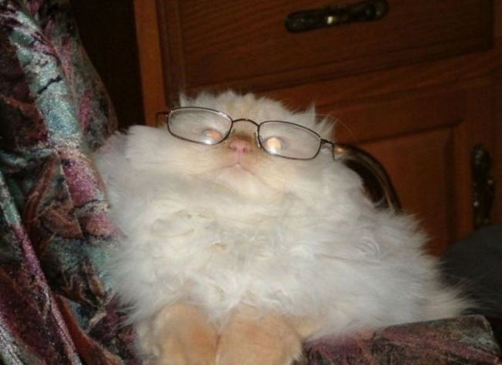 Fluffy Cat With Glasses Funny Picture