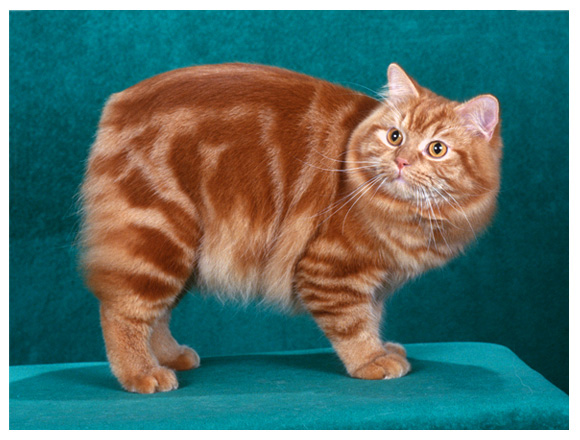 Fluffy Orange Cymric Cat