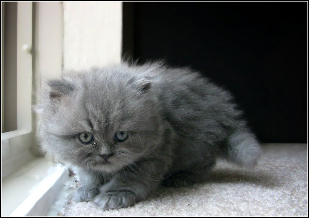 Fluffy Turkish Angora Kitten