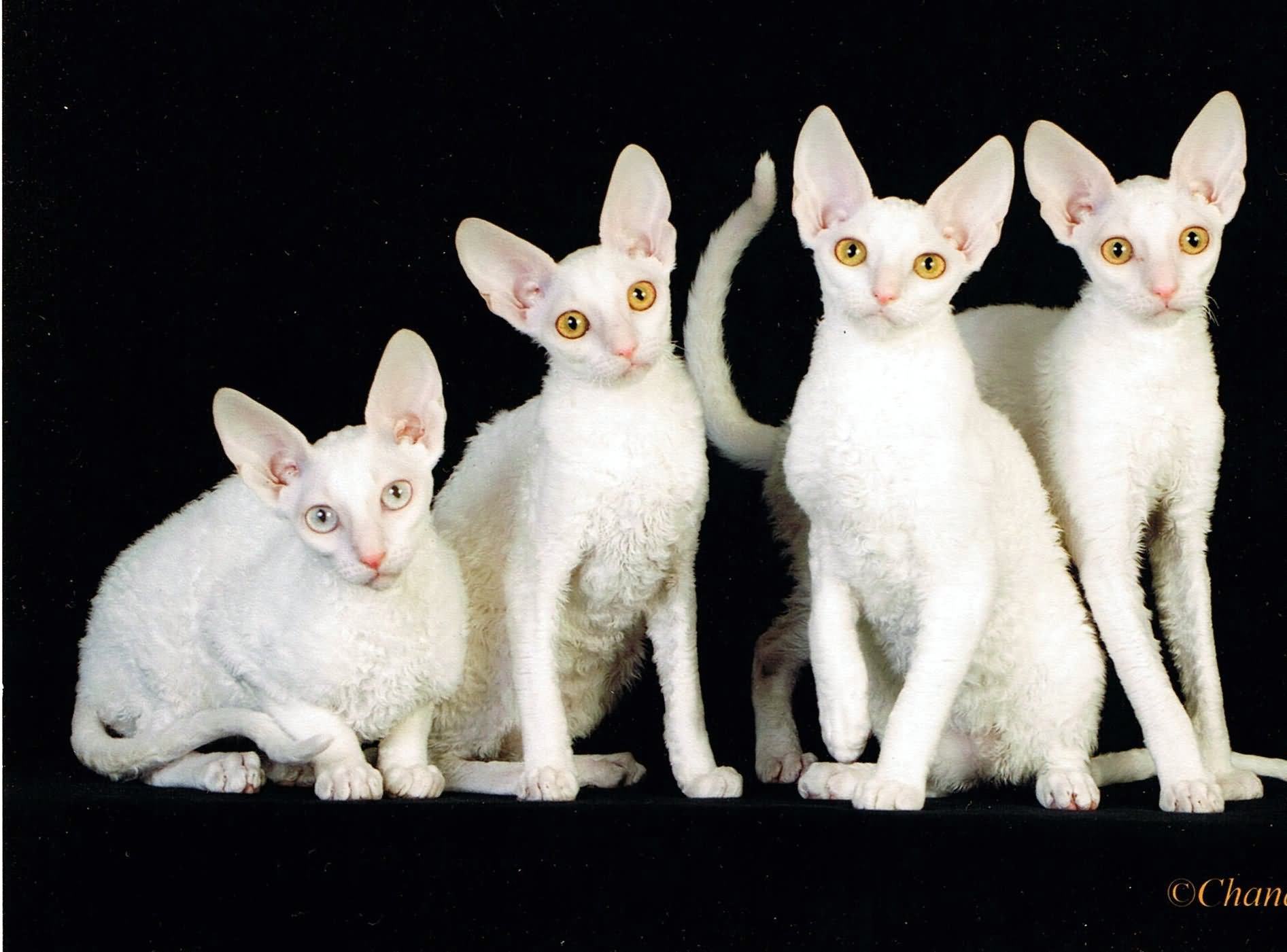 Four Cornish Rex Cats Picture
