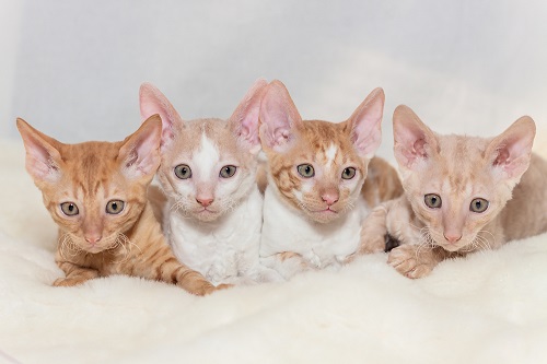 Four Cornish Rex Kittens