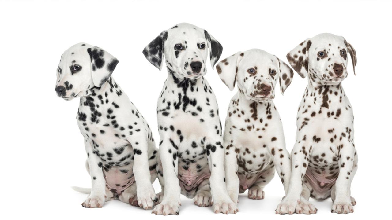 Four Dalmatian Puppies Sitting