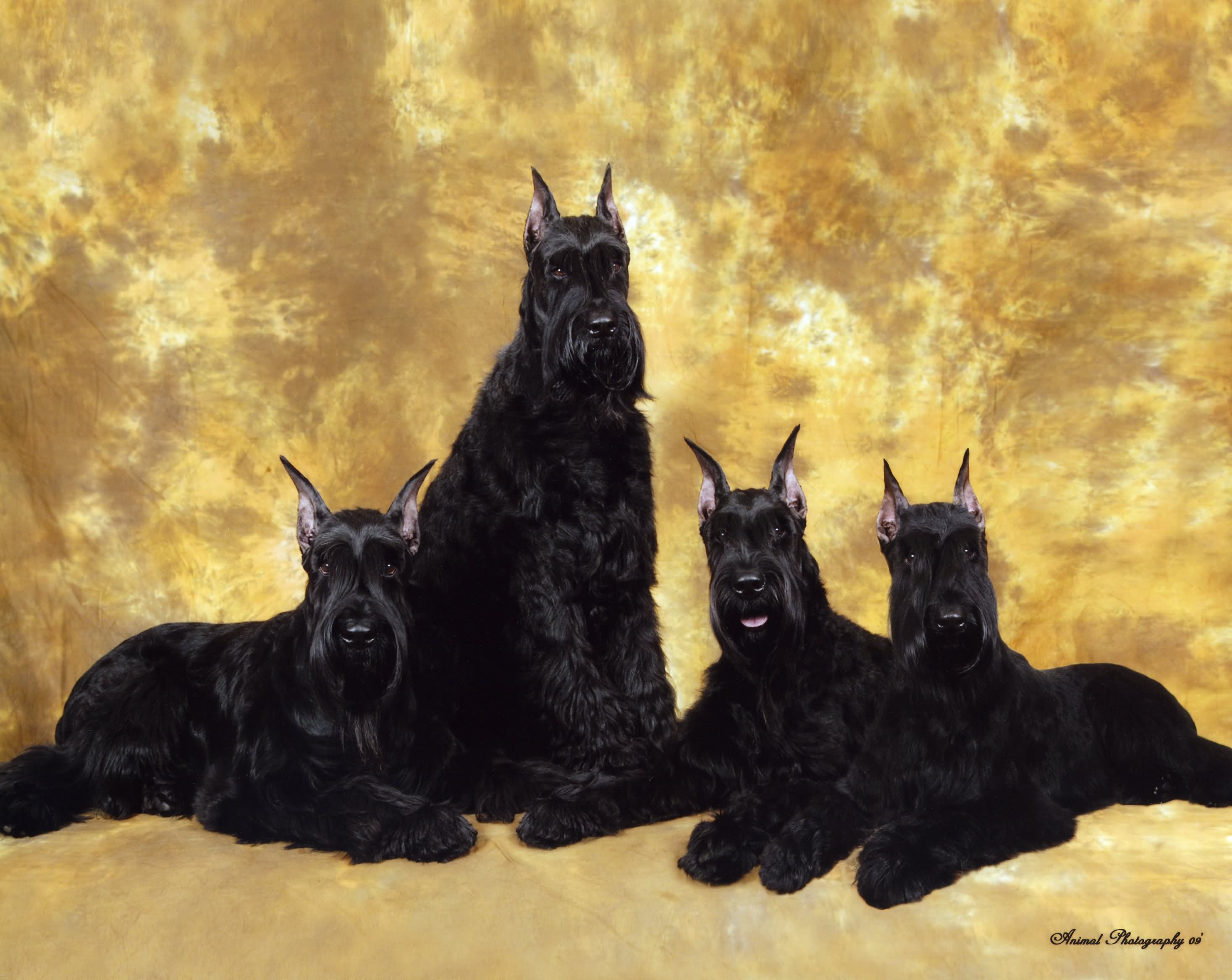 Four Full Grown Giant Schnauzer Dogs