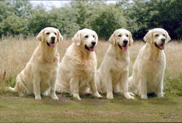 Four Full Grown Golden Retriever Dogs Sitting