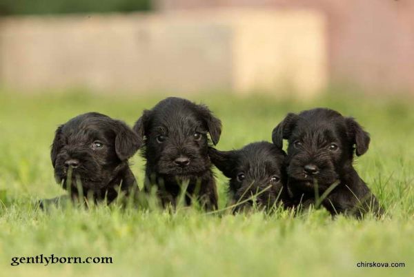 Four Giant Schnauzer Puppies Sitting On Grass