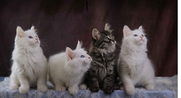 Four Turkish Angora Kitten