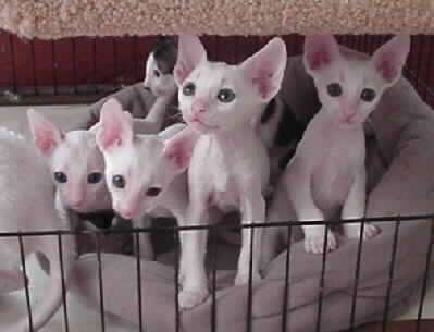Four White Cornish Rex Kittens