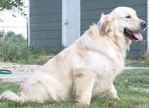 Full Grown White Golden Retriever Dog Sitting