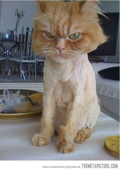 Funny Angry Cat Shaved