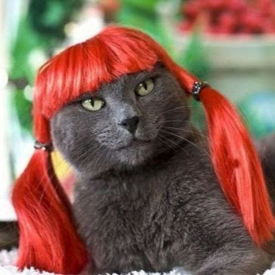 Funny Cat With Red Hair