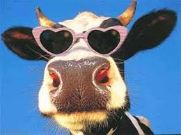 Funny Cow Pink Glasses