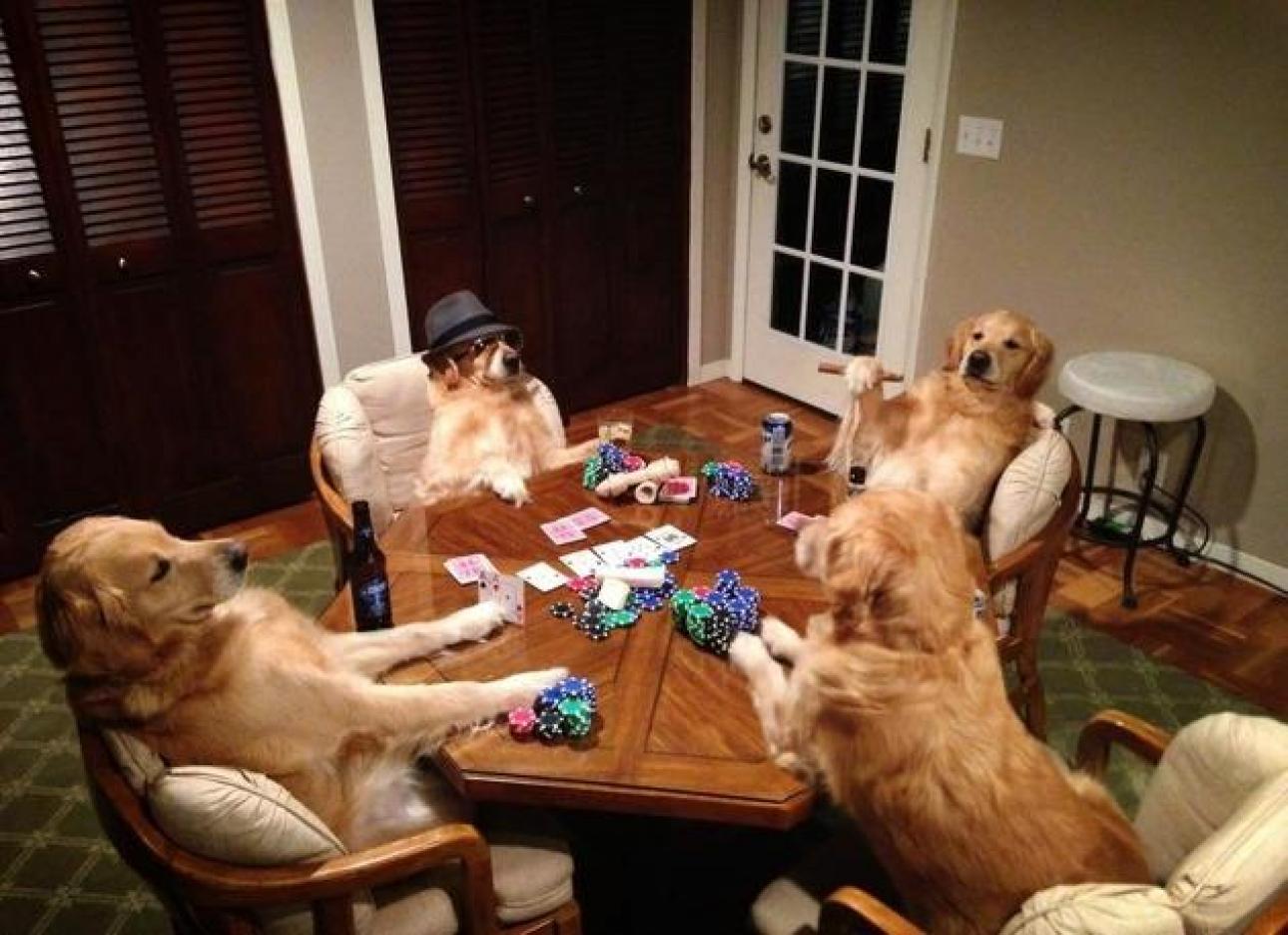 Funny Dogs Party Picture