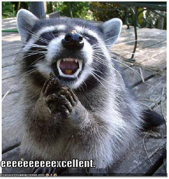 Funny Evil Face Raccoon Image