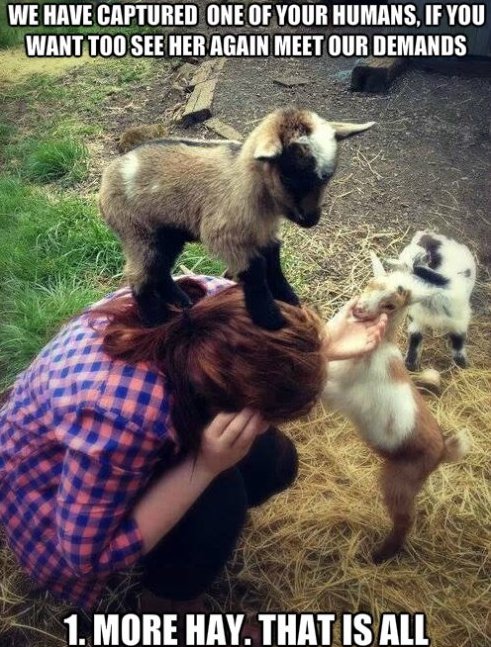 Funny Evil Goats Hostage Situation Girl Picture