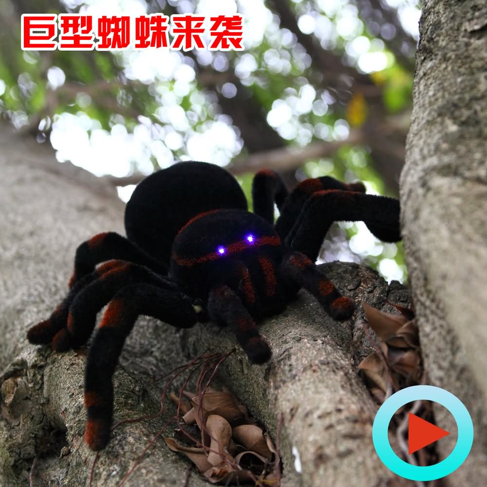 Funny Evil Spider Picture