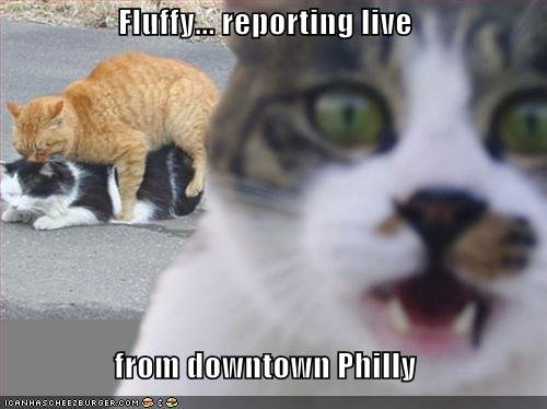 Funny Fluffy Cats Reporting Live