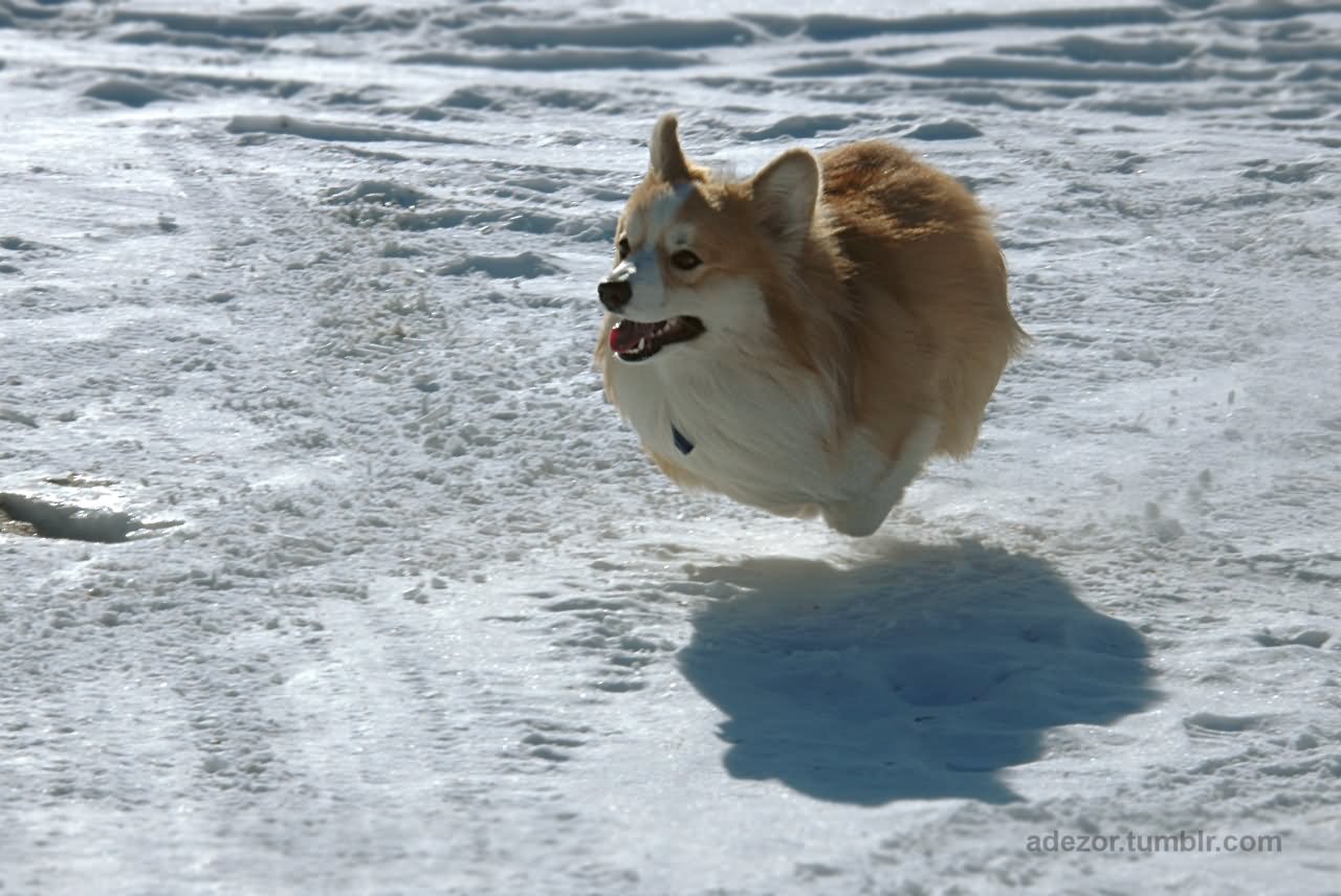 Funny Fluffy Corgi Dog Running On Snow