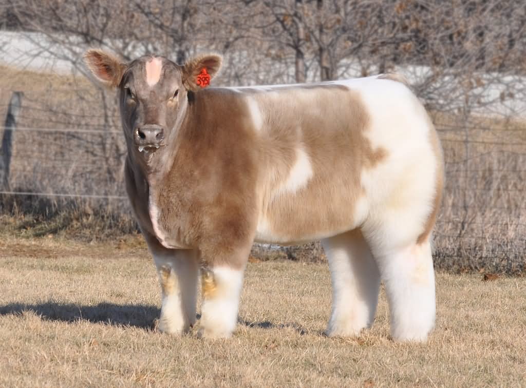 Funny Fluffy Cow Image