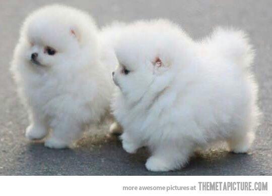 Funny Fluffy Puppies