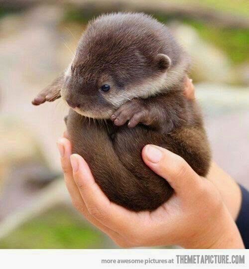 Funny Fluffy Tiny Otter Picture