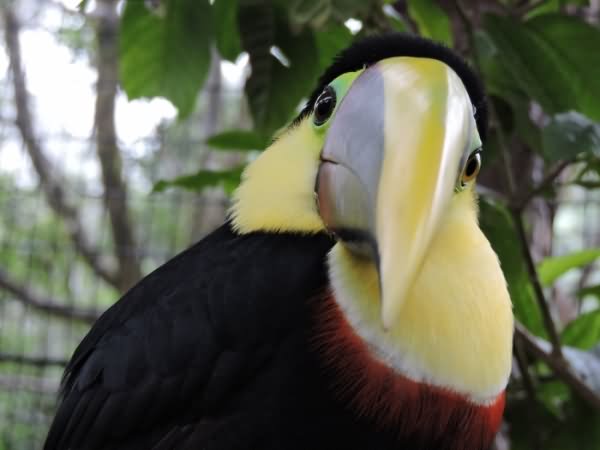 Funny Fluffy Toucan Image