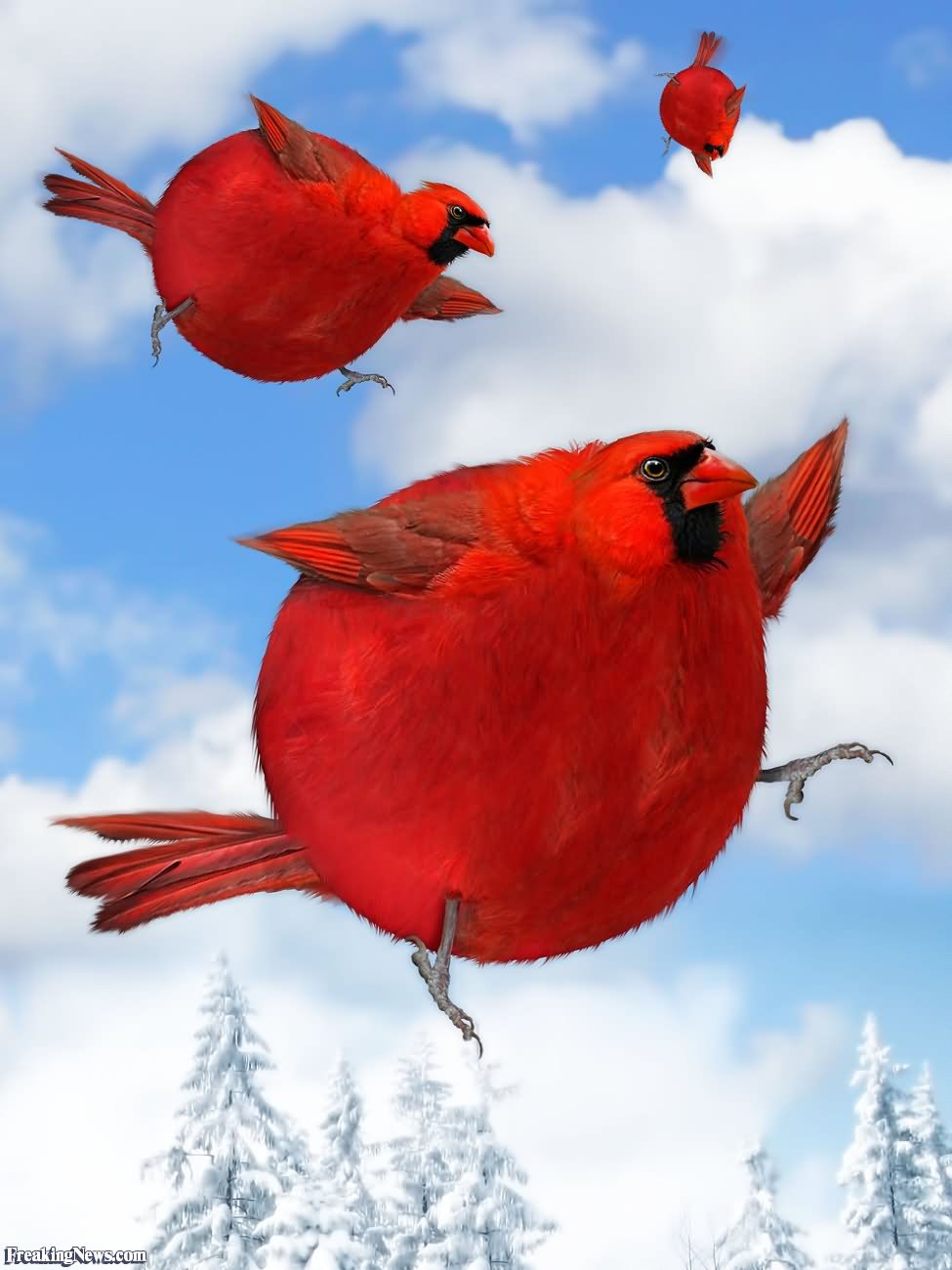 Funny Flying Red Birds Picture