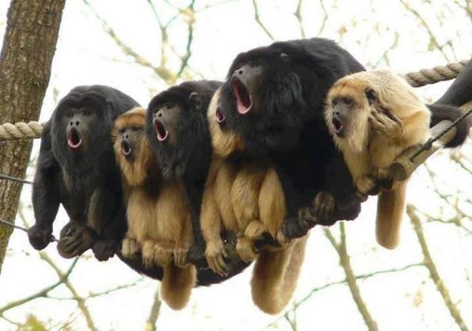 Funny Looking Fluffy Monkeys