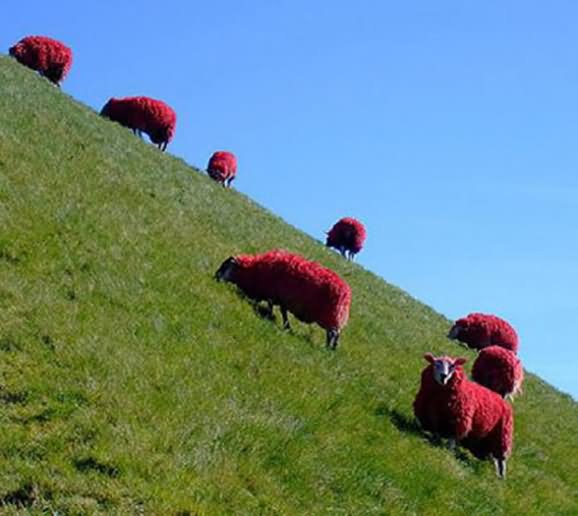 Funny Red Sheeps Picture