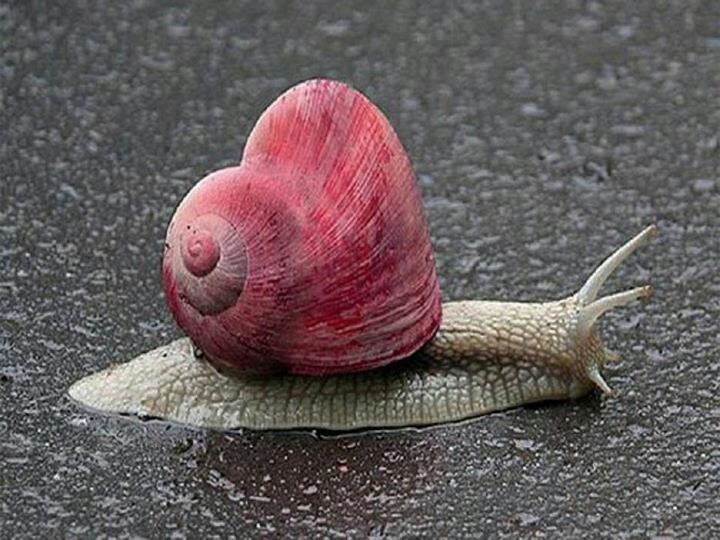 Funny Snail Heart Picture
