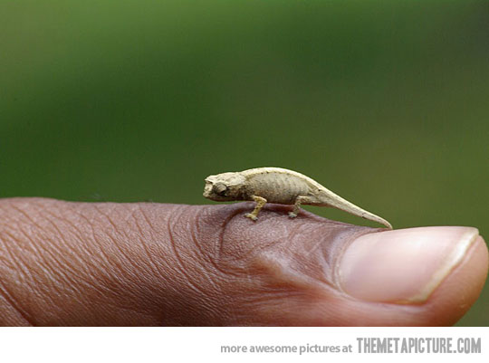Funny Tiny Chameleon Picture