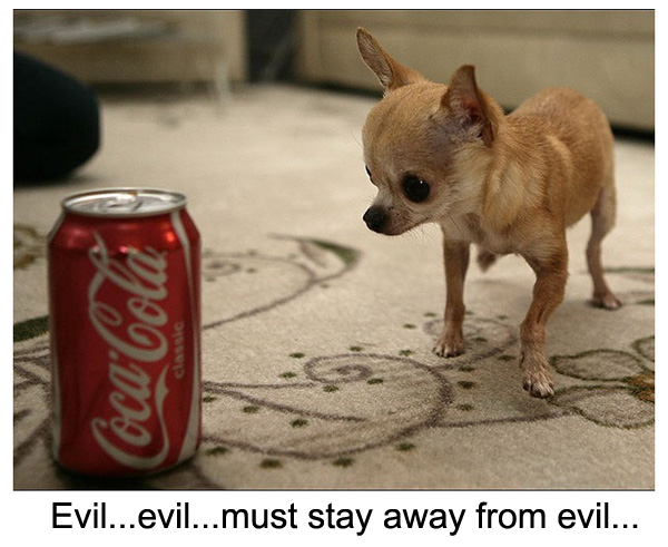 Funny Tiny Chihuahua Looking Coca Cola