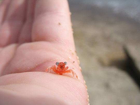 Funny Tiny Crab  Image