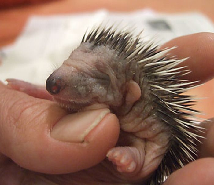 Funny Tiny Hedgehog Picture