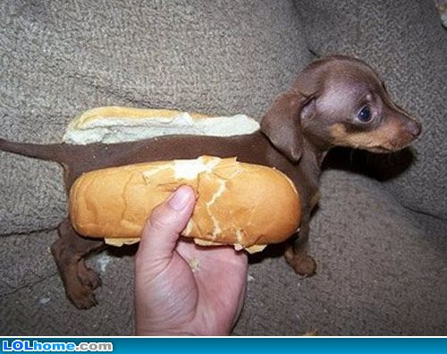 Funny Tiny Hot Dog Image