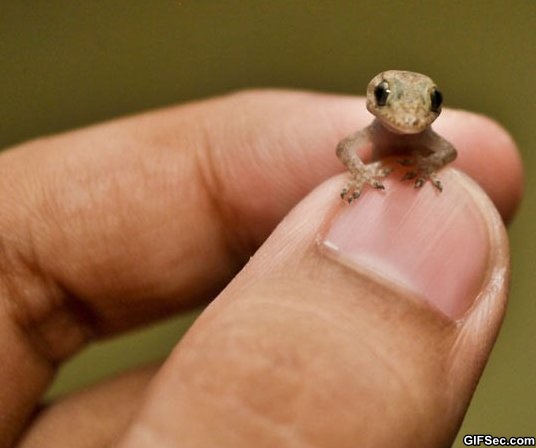 Funny Tiny Lizard Picture