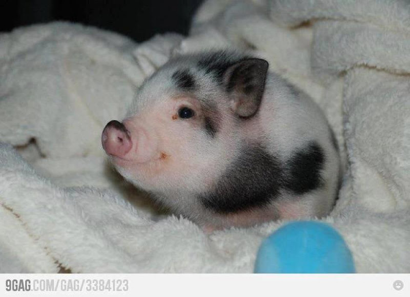 Funny Tiny Pig Picture