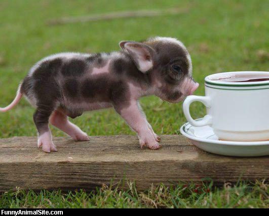 Funny Tiny Pig Trying To Drink Tea
