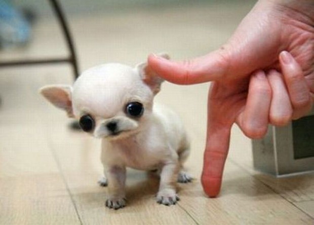 Funny Tiny Puppy Picture