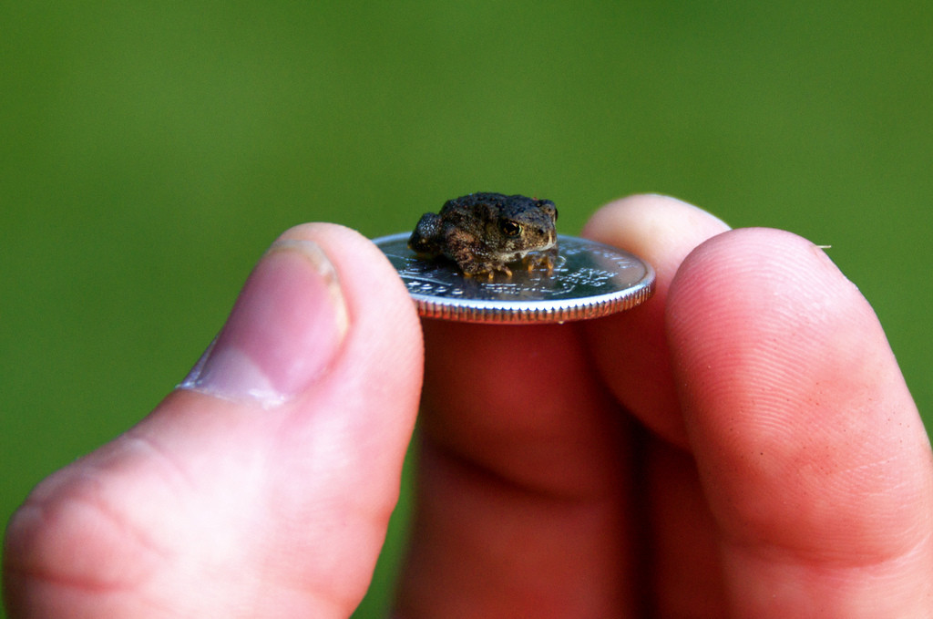 Funny Tiny Toad On Coin Funny Image
