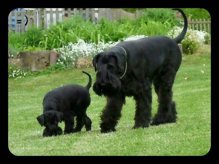 Giant Schnauzer Dog And Puppy Walking In Garden