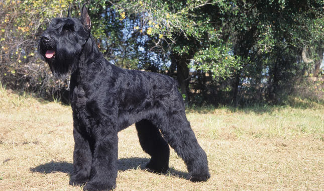 Giant Schnauzer Dog Breed
