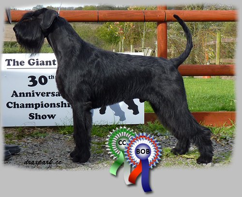 Giant Schnauzer Dog In Dog Show