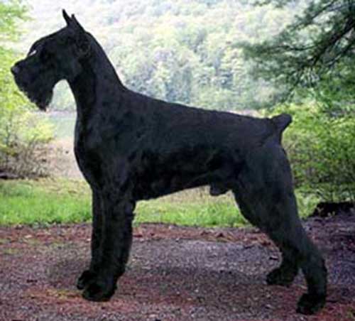 Giant Schnauzer Dog In Forest