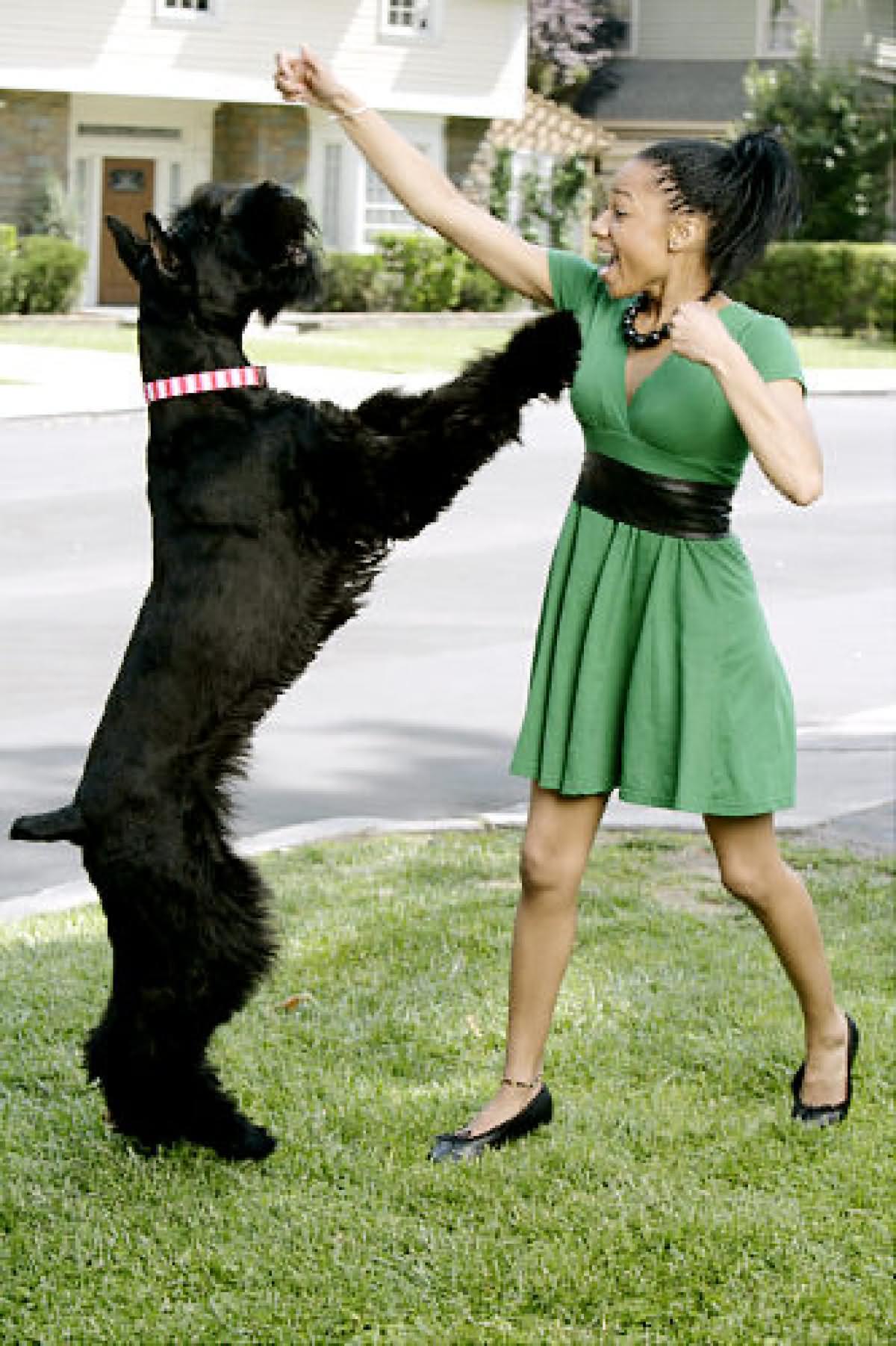 Giant Schnauzer Dog Playing With Girl