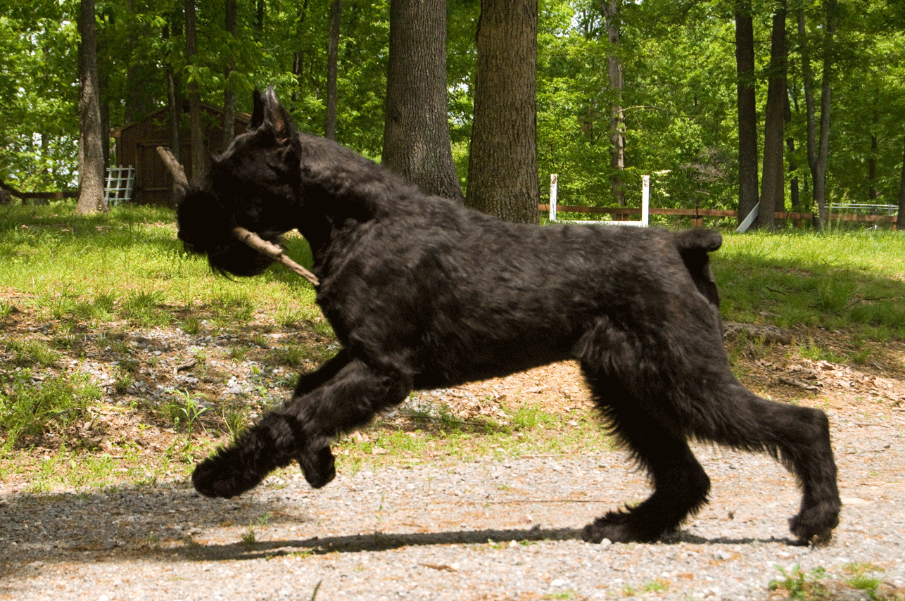 Giant Schnauzer Dog Playing