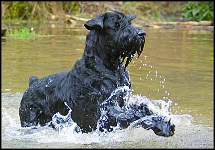 Giant Schnauzer Dog Running In Water