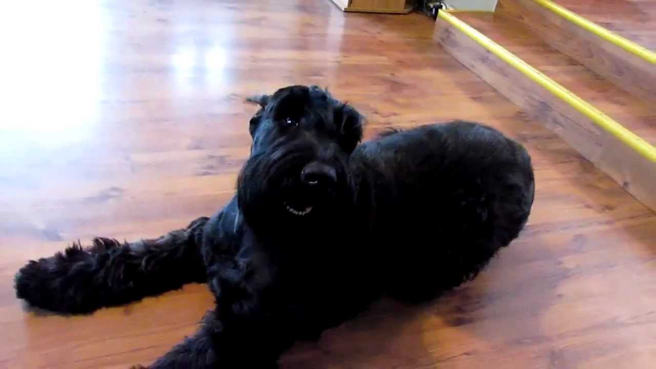 Giant Schnauzer Dog Sitting On Floor Inside