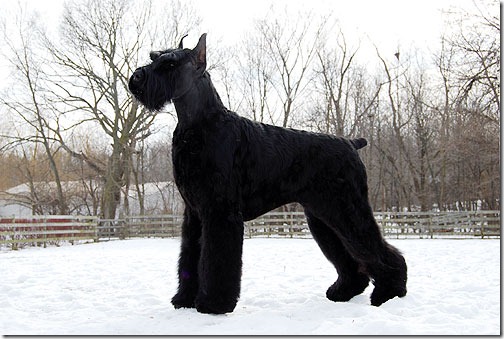 Giant Schnauzer Dog Standing On Snow