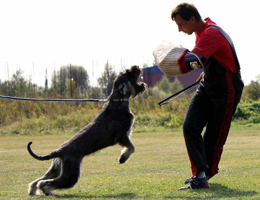 Giant Schnauzer Dog Training Picture