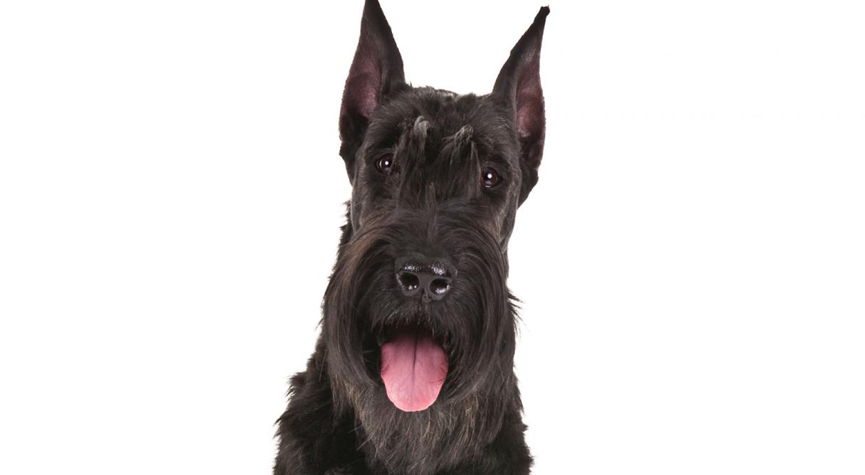 Giant Schnauzer Looking At You
